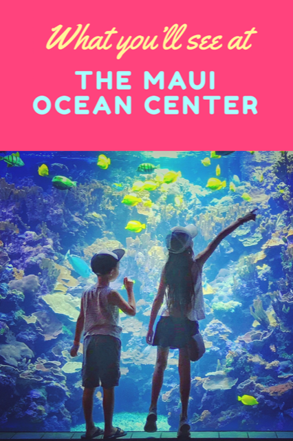 What to see at the Maui Ocean center