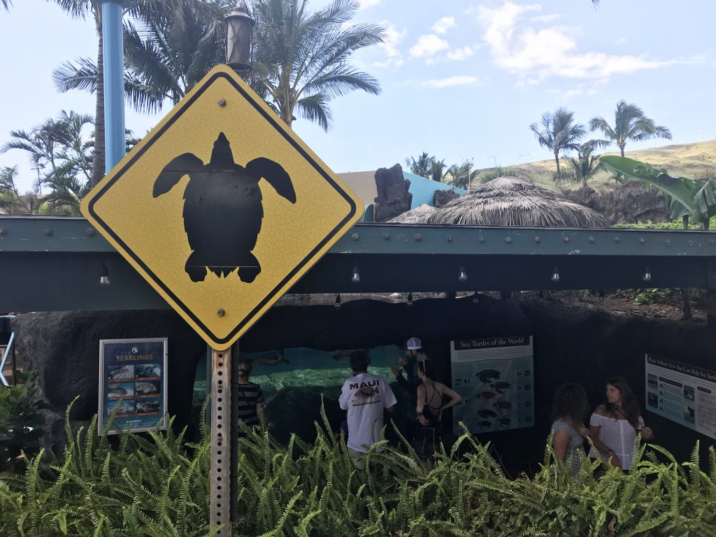 Maui Ocean Center Turtle Lagoon