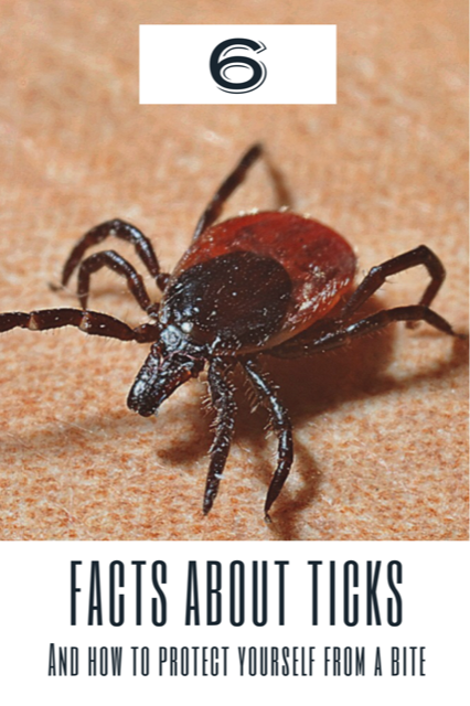 6 facts about ticks and how to protect yourself from a bite.